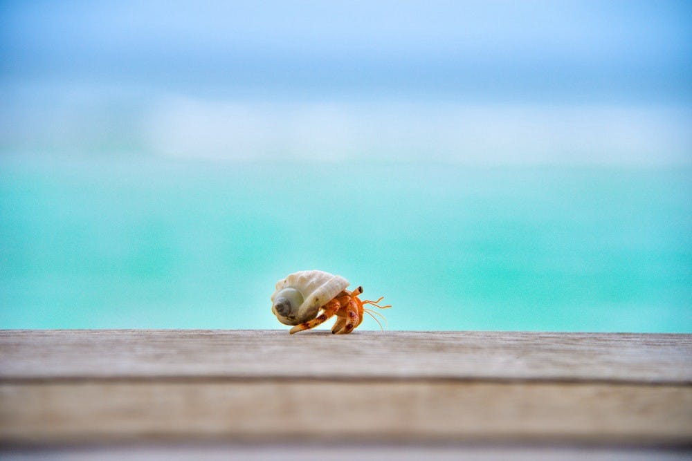 A hermit crab.