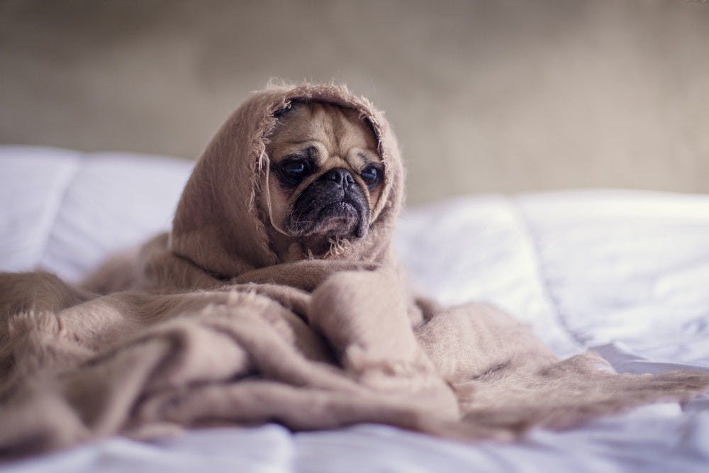 A sad looking dog wrapped up in a blanket.