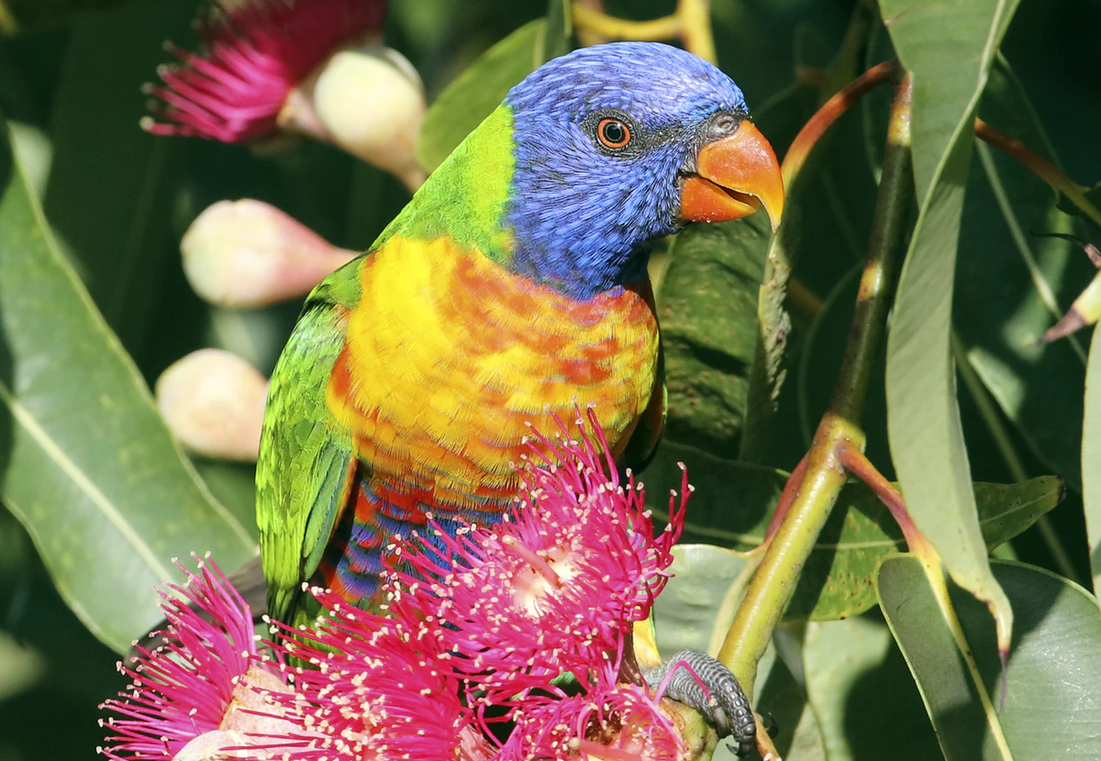 A lorikeet sitting in some colourful plants.