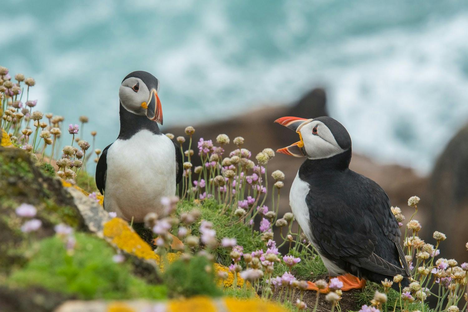 Two puffins.