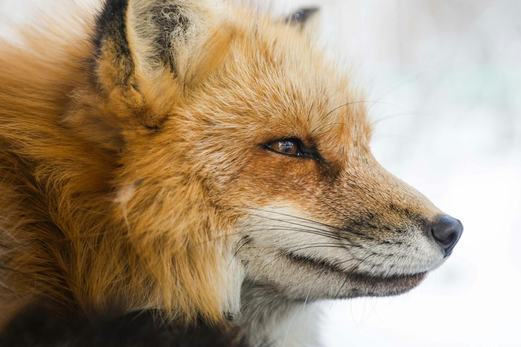 A close-up photo of a gorgeous fluffy fox, set against a snowy background.