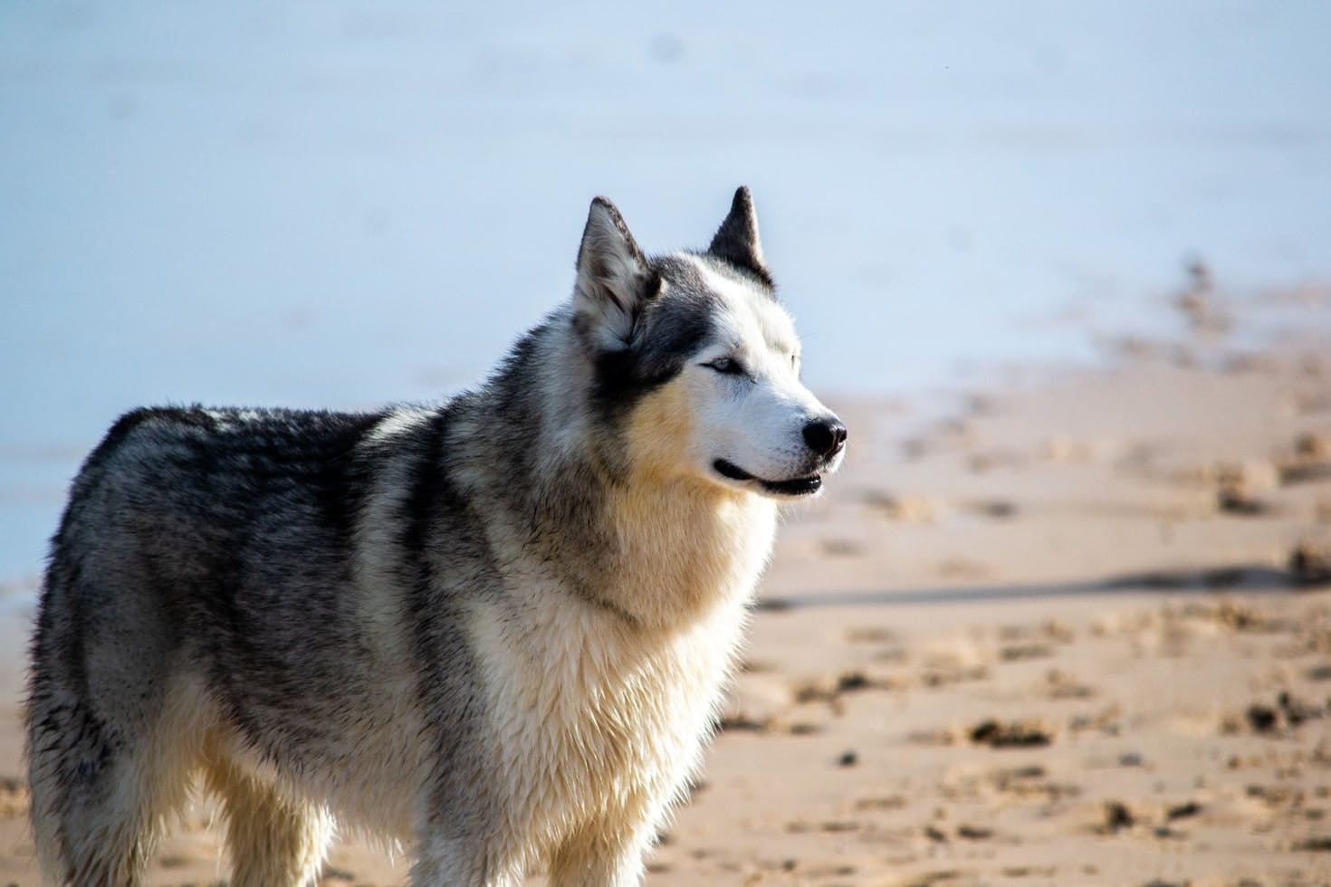 A black and white husky dog standing on a beach, looking contemplative.