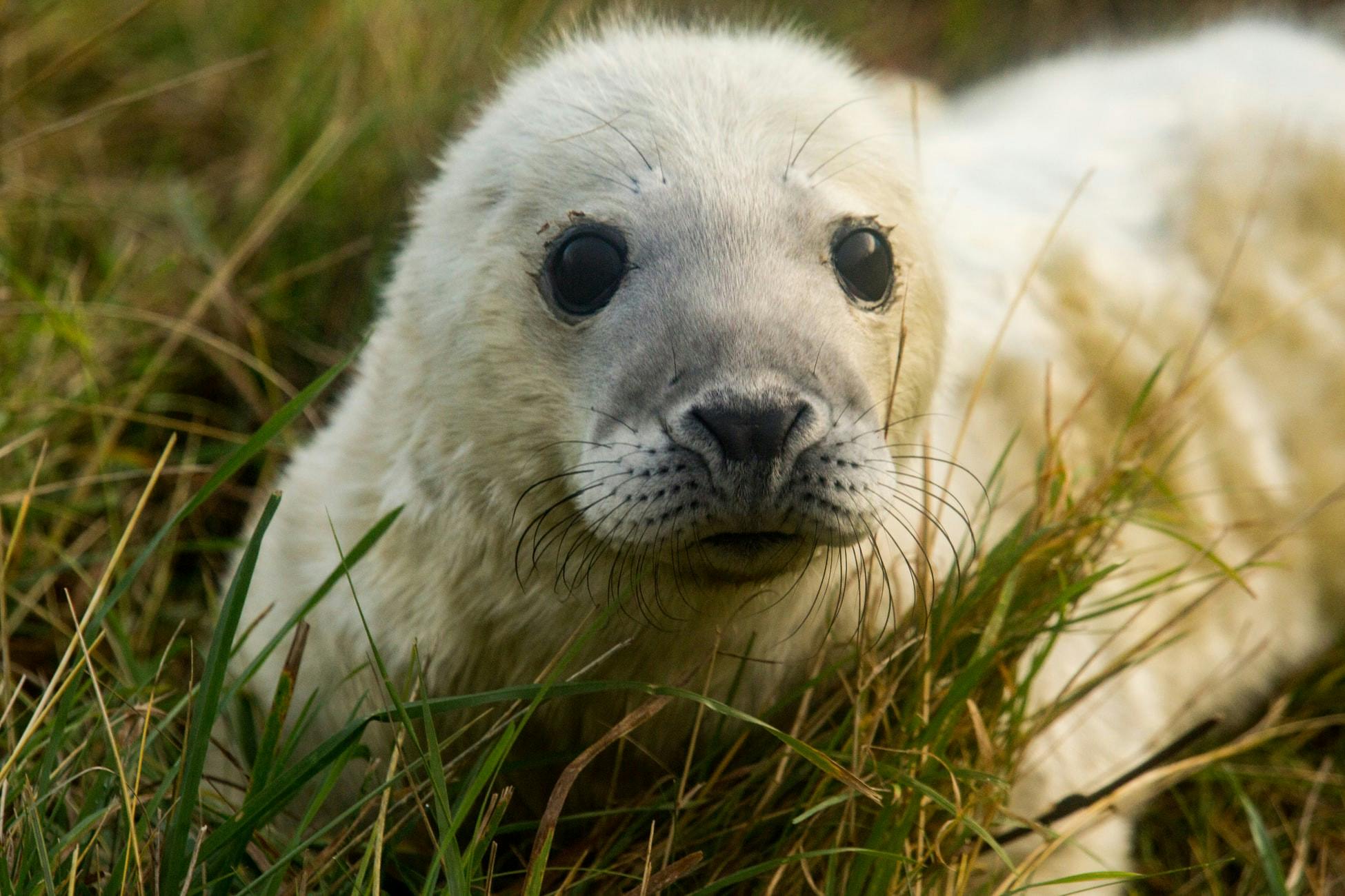 A very cute sea lion pup.
